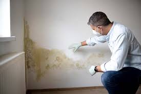 Best Black Mold Removal  in South Brooksville, FL